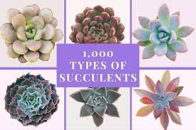 Fashion, motors, electronics, sporting goods, toys 1 000 Types Of Succulents With Pictures Succulent Identification Cheat Sheet Succulent Alley