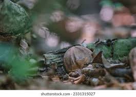 Image result for Pseudocolus schellenbergiae