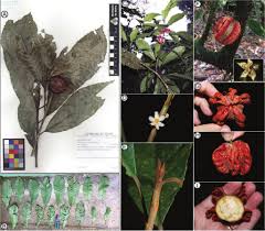 Image result for Achariaceae