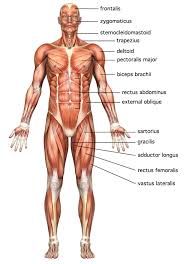 The main bone in our head is called the skull. Muscular Vs Skeletal System Body Bones Disorders En Functions Human Anatomy Movements Muscles Muscular Science Glogster Edu Interactive Multimedia Posters