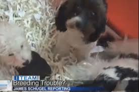 Great dane for sale pa great dane for sale in pa is a large breed of dog and as such … may 22, 2019great dane. Pet Scoop Blind Great Dane And Guide Dog Get Adopted Minnesota Puppy Mill Exposed