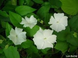 Image result for Thunbergia dregeana