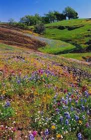 Table Mountain Wildflowers Beautiful Nature Landscape Wild Flowers