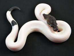 Panda A Python Ball Python Snake Lovers Snake