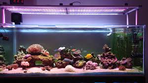 Check spelling or type a new query. Reef Tank 365 Featuring Samandar S 200 Gallon Lps Tank Reef2reef Saltwater And Reef Aquarium Forum
