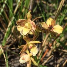 Image result for Eulophia clitellifera