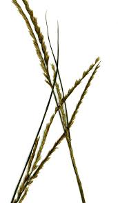 Image result for Harpachne