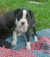 We found 3 results for boxer puppies for sale in or near rochester, ny. Akc Boxer Puppies Binghamton Ny Area For Sale In Belden New York Classified Americanlisted Com