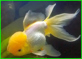 Pemilihan letak kolam ikan anda sudah baik menurut fengshui kolam ikan. Feng Shui Memelihara Ikan Mas Koki Daftarhewan Com