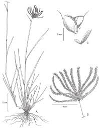 Image result for Chloris pilosa