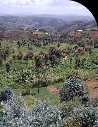 Image result for Pterygota mildbraedii