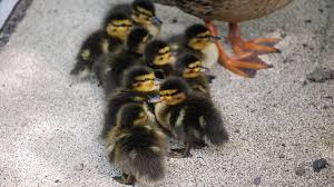 Sie zeichnen sich durch unprätentiösität, schnelles wachstum und gewichtszunahme aus. Entenkuken Am Bundesforschungsministerium Bmbf