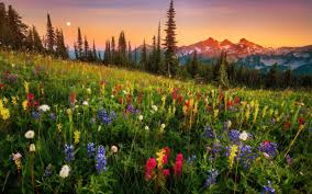 Mountain field of flowers aesthetic. Mountain Flowers Wallpaper