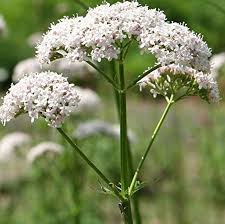 Image result for Valeriana
