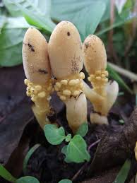 Image result for Balanophoraceae