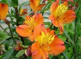 Alstroemeria Lirio Peruano Universo Das Flores