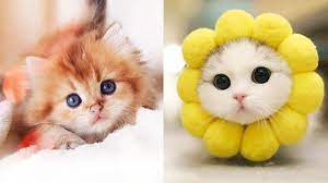 Baby Cats Cute And Funny Cat Videos Compilation 32 Aww Animals Youtube Baby Cats Baby Animal Videos Cute Animal Videos