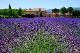 Image result for Lavandula angustifolia Vera