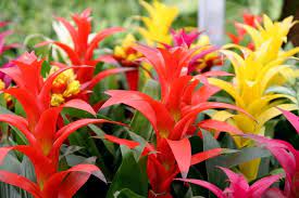Nuovi commenti di seguito al mio nuove risposte ai miei commenti. Guzmania Guzmania Lingulata Piante Appartamento Caratteristiche Della Guzmania