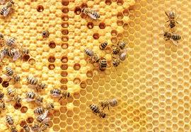 Looking once at a carpenter bee can make you think as if it is a bumble bee. How To Get Rid Of Bees Updated For 2021