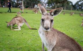 Na zvířecí mláďata číhá nebezpečí všude. Australie A Novy Zeland S Ceskym Pruvodcem To Nej