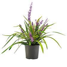Max discount is $100 with this offer. Ground Cover Outdoor Plants Garden Center The Home Depot