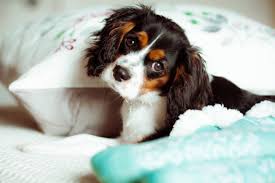 Perro animales mascotas gato lindo. 28 Razas De Perros Pequenos Con Sus Fotos Y Caracteristicas Animalesmascotas