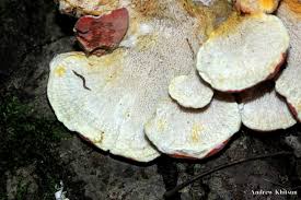 Image result for Merulius incarnatus