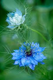 This article is an introduction to some of the rare flower names that are found across the globe, untouched by human intervention. Pin On Fleurs