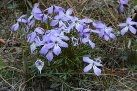 Image result for Basananthe pedata