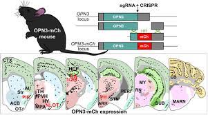 Proteins are the doers in the human cell, executing many functions that together enable life. Endogenous Opsin 3 Opn3 Protein Expression In The Adult Brain Using A Novel Opn3 Mcherry Knock In Mouse Model Eneuro