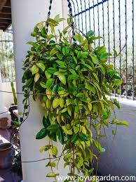 Care Tips For Growing Hoya Plants Outdoors Joy Us Garden Hoya Plants Plants House Plant Care