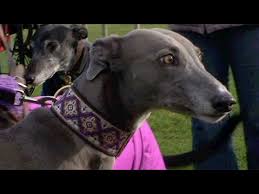 Most of the dogs are between 2 and 5 years old. Ex Racing Greyhounds As Pets Youtube