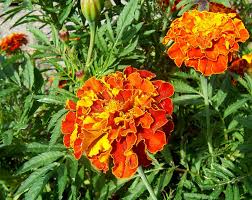 Plants are experts at repelling bugs as a defense strategy so they don't get eaten source. Plants That Repel Pests Bugs And Insects Naturally Dengarden