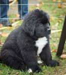 Newfoundland Puppies for Sale - Adoptapet