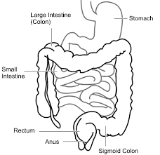 The colon (large intestine) is a distal part of the gastrointestinal tract, extending from the cecum to the anal canal. Large Intestine Wikipedia