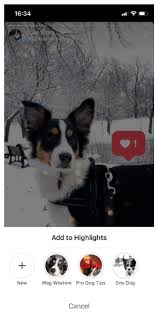 Dog bed for crates, carriers, sofa, and other pet homes; How To Create Beautiful Instagram Highlight Covers 40 Free Icons