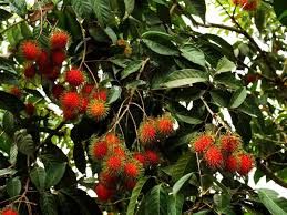Fruit trees available to order is our full range of fruit trees, all suitable for growing in the modern garden and supplied as top quality trees. 15 Weird And Wonderful Tropical Fruit Trees For Tropical Homesteads Laptrinhx News