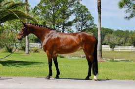 Fixes hoof, laminitis, skin, immune system. Pavane Warmblood Jumper