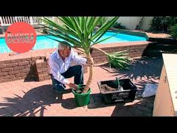 Discover new landscape designs and ideas to boost your home's curb appeal. Burke S Backyard How To Strip A Yucca Youtube