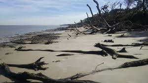 Boneyard is the most popular, mostly because of it's easy access to a1a, the state coastal. Boneyard Beach Florida State Parks