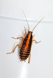 However, i should warn you that some instances call for a combination of repellents to deal with those filthy creatures. How To Keep Cockroaches Away Exclusive Pest Control