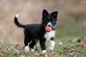 If you are unable to find your border collie puppy in our puppy for sale or dog for sale sections, please consider looking thru thousands of border collie dogs for adoption. Border Collie Dog Breed Facts Highlights Buying Advice Pets4homes