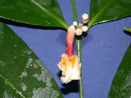 Image result for Tabernaemontana eglandulosa