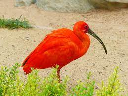 1,283 likes · 58 were here. Rode Ibis Vogel Rood Fel Gratis Foto Op Pixabay