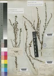 Image result for Gomphostigma