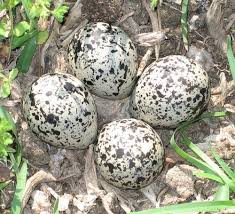 Birds That Lay Eggs On The Ground Uk This Is A Typical Killdeer Nest And Eggs The Nest Begins As A Simple Scrape In The Ground But As Laying And Incubation Progress Rock Killdeer Bird Eggs Eggs