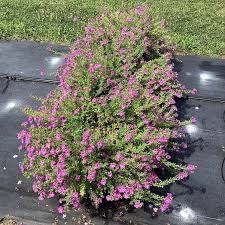 Image result for Jamesbrittenia