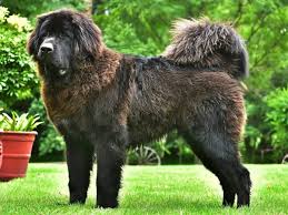 Image result for Mastiff