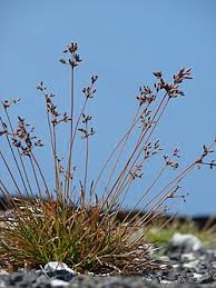 Image result for Fimbristylis scabrida